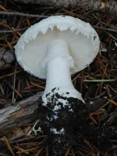 Smith's Amanita thumbnail 1
