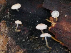 Strobilurus diminutivus thumbnail 3