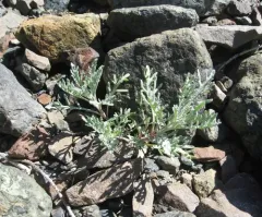 Thompson's Pincushion thumbnail 1