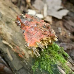 scarlet waxcrust thumbnail 6