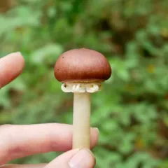 Wine-cap Stropharia thumbnail 2