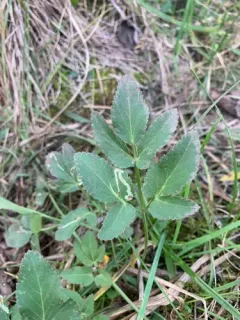 Phytomyza ziziae thumbnail 3
