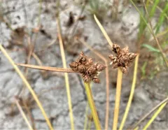 Bog Bulrush thumbnail 2