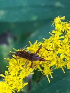 Exetastes angustoralis thumbnail 2