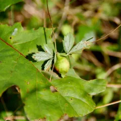 Diastrophus potentillae thumbnail 3