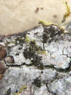 Beaded Jellyskin Lichen thumbnail 1