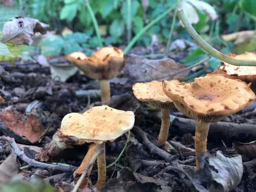 Pholiota lucifera