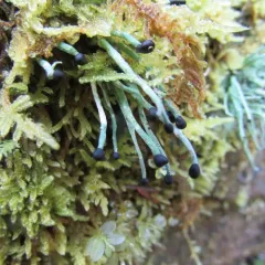 Devil's matchstick thumbnail 3