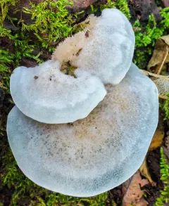 Cyanosporus livens thumbnail 4