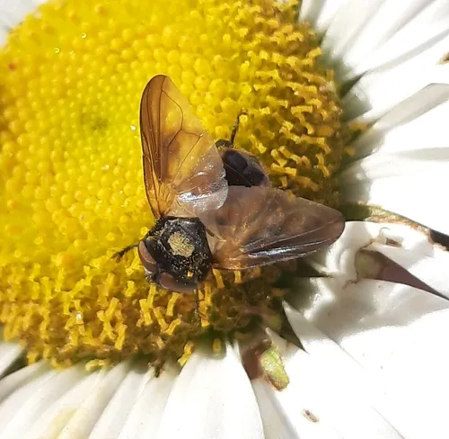 Phasia aurulans