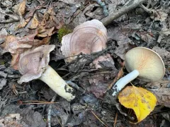 stumpy milkcap thumbnail 4