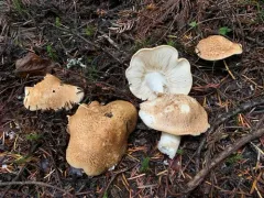 Tricholoma apium thumbnail 4