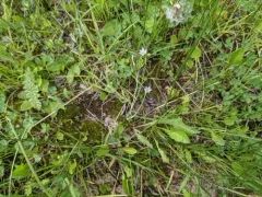 Northern Blue-eyed-grass thumbnail 2
