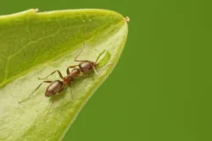 Argentine Ant thumbnail 4