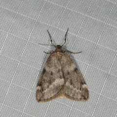 Fall Cankerworm Moth thumbnail 4