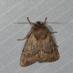 Brown Satyr Moth thumbnail 3