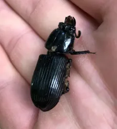 Horned Passalid thumbnail 3