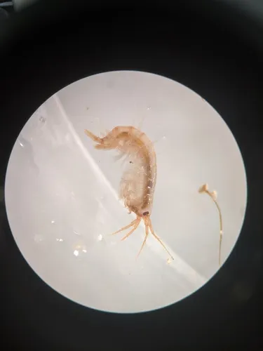 Echinogammarus ischnus