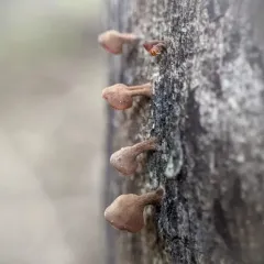 Dacryopinax elegans thumbnail 1