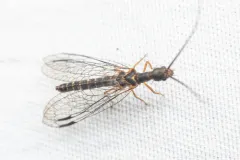 Negha longicornis thumbnail 2