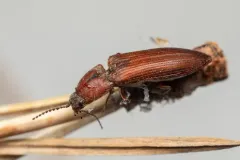 Pacific Coast Wireworm thumbnail 3