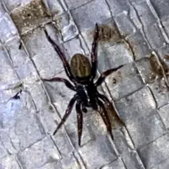 Allocosa funerea thumbnail 3