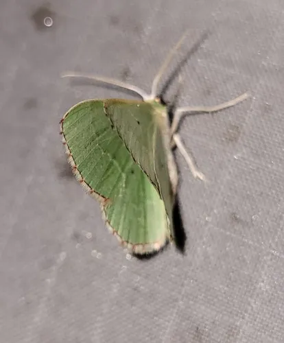 Red-bordered Emerald