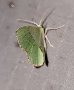 Red-bordered Emerald thumbnail 1