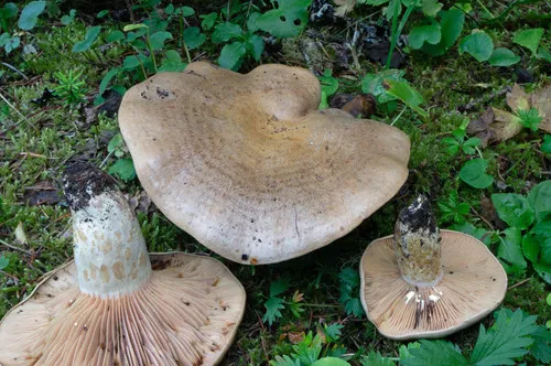 Lactarius cascadensis