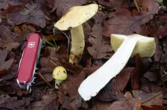 Tricholoma yatesii thumbnail 2