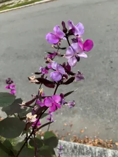 Hyacinth bean thumbnail 2