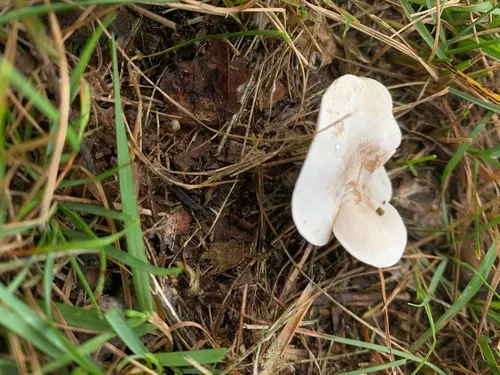 Ivory Funnel