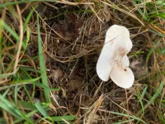Ivory Funnel thumbnail 1