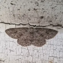 Small Engrailed thumbnail 2