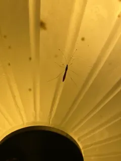 Spined Stilt Bug thumbnail 2