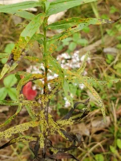 Coleosporium delicatulum thumbnail 2