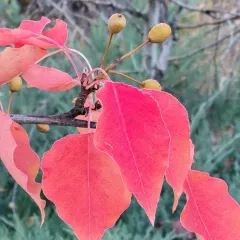 Callery pear thumbnail 2