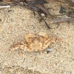 Asian Shore Crab thumbnail 4