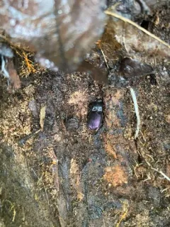 Myas cyanescens thumbnail 3