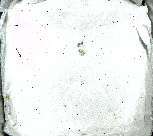 Barrens Carpet