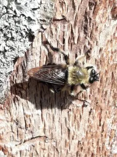Laphria affinis thumbnail 2