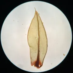 Ptychostomum creberrimum thumbnail 4