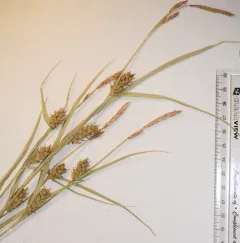 Houghton's sedge thumbnail 2