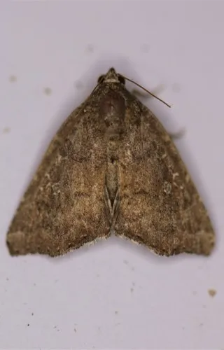 Hook-tipped Amyna Moth