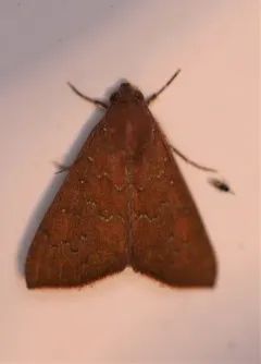 Okra Leafworm Moth thumbnail 3