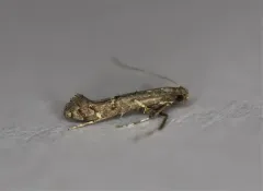 Chinese Tallow Leaf Miner thumbnail 3