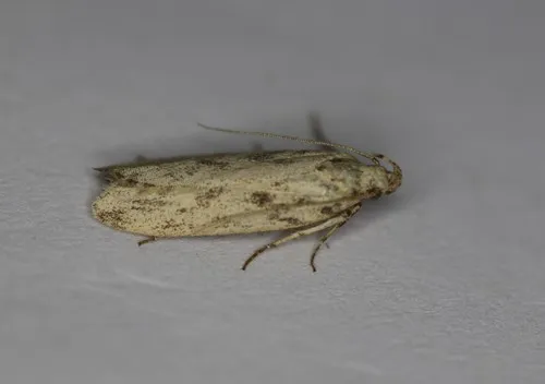Mottled Twirler