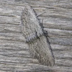 Brown Bark Carpet Moth thumbnail 3