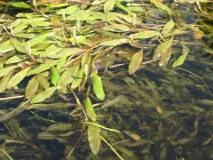 Northern Pondweed thumbnail 1