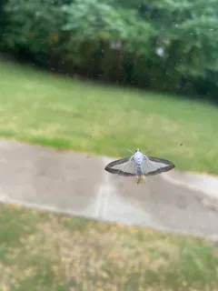Melonworm Moth thumbnail 3